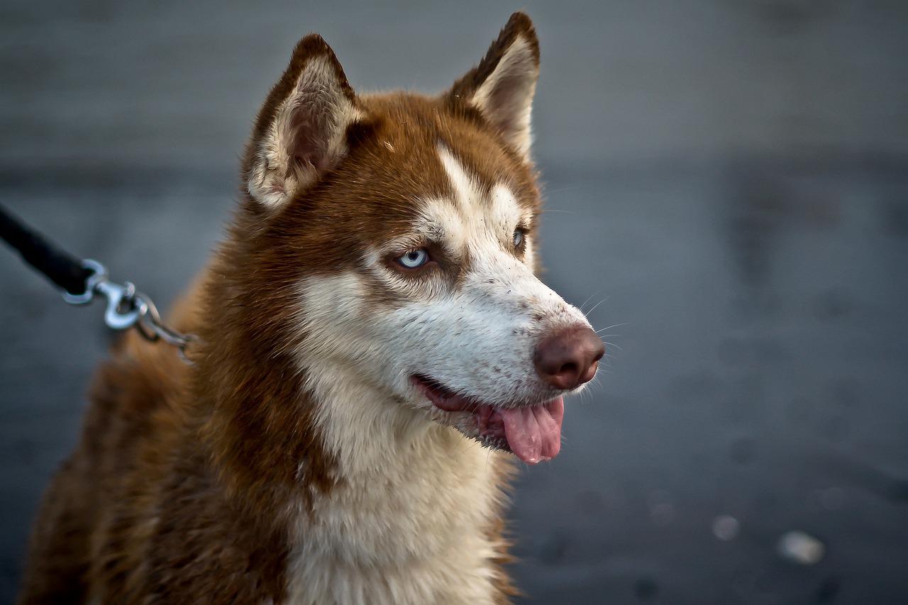 harnais pour chien